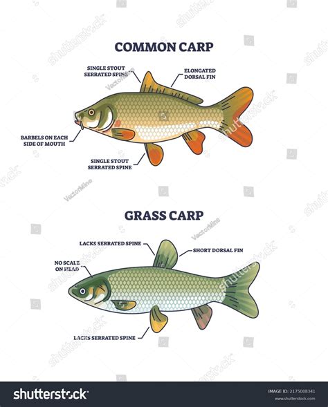 barbels of fish